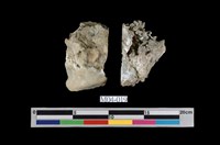 藏品(鐘乳石)的圖片